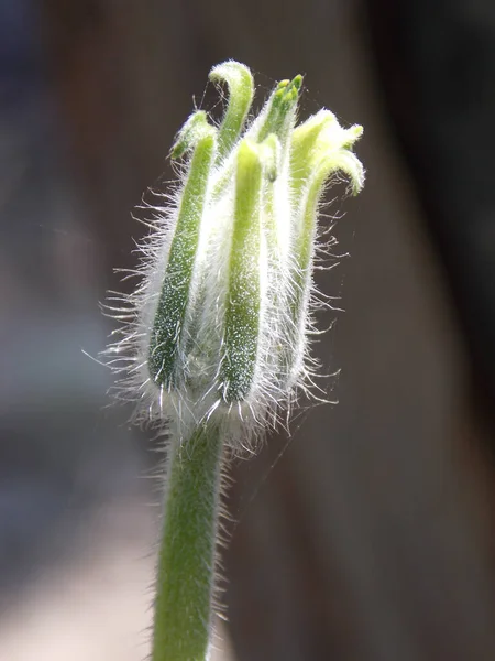 Vertical Shot Hairy Flower Closed Bud Blurred Background — 图库照片