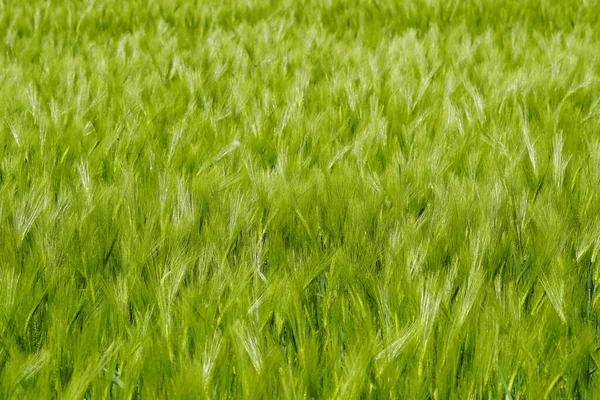 Closeup Shot Green Unripe Barley Field — Stock Photo, Image