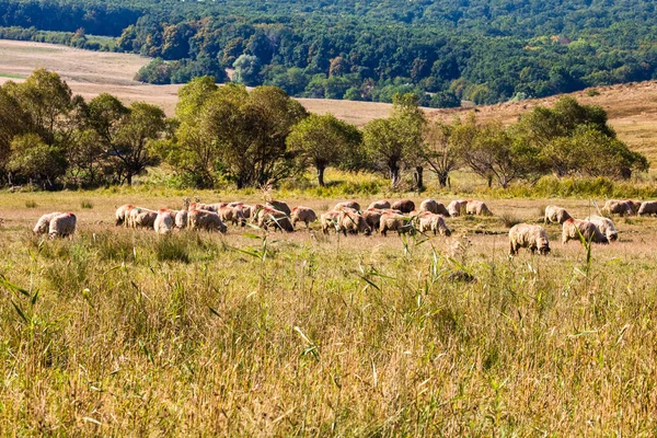 Colpo Naturale Gregge Pecore Pascolo Sul Campo Asciutto Una Giornata — Foto Stock