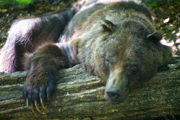 Крупный План Евразийского Бурого Медведя Лежащего Деревянном Бревне — стоковое фото