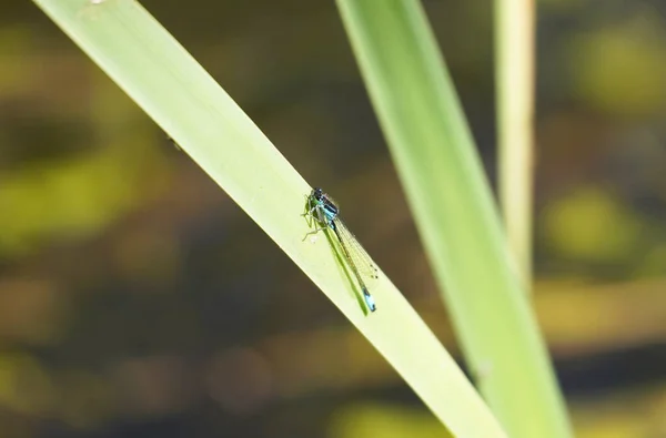 Closeup Shot Spear Azure Maiden Grass — Stock Photo, Image
