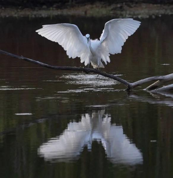 Une Grande Aigrette Blanche Survolant Lac — Photo