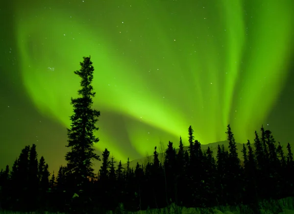 Een Silhouet Opname Van Het Prachtige Noorderlicht Het Veld Alaska — Stockfoto