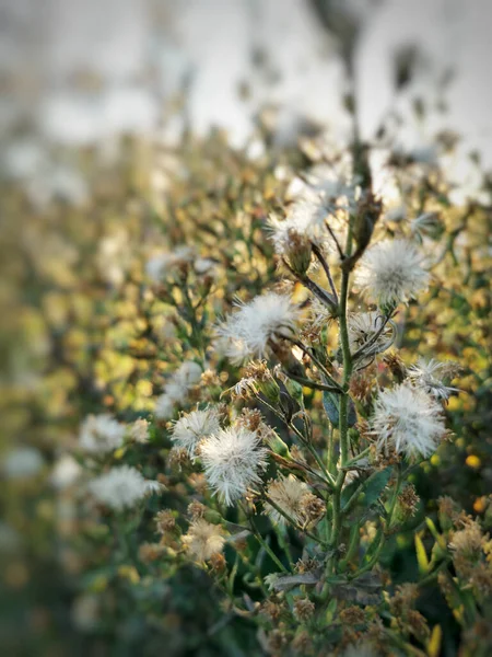 Vertical Shot Bush Sunset — Stock Photo, Image