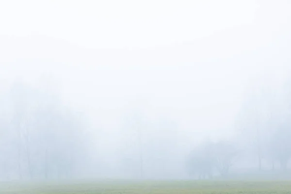 Ein Nebelumhüllter Kahler Baum Einem Leeren Öffentlichen Park — Stockfoto