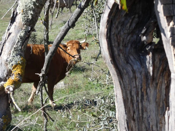 Una Vaca Solitaria Campo Con Viejo Árbol Primer Plano —  Fotos de Stock