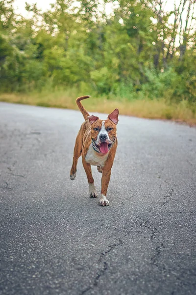 Una Toma Selectiva Enfoque Perro Adorable Americano Staffordshire Terrier — Foto de Stock