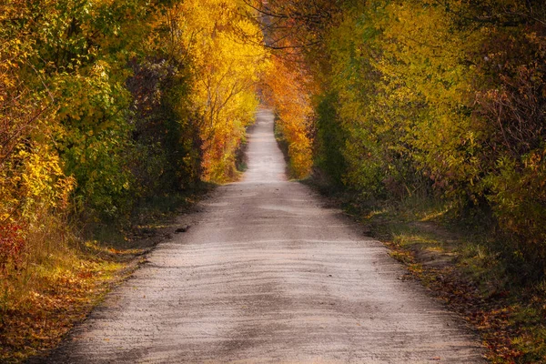 秋の晴れた日に黄色い植物に覆われた森の中の細い道 — ストック写真