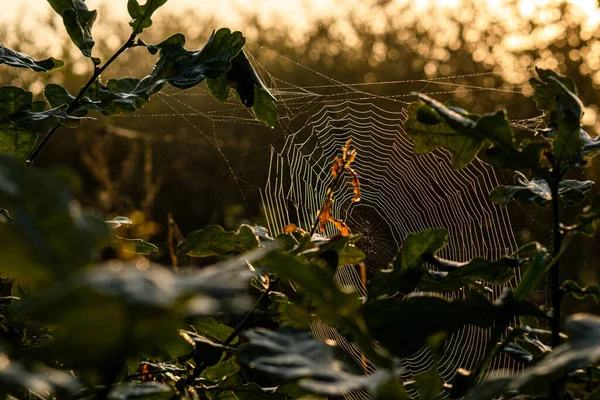 Selective Focus Shot Spiderweb Plants Evening — Stock Photo, Image