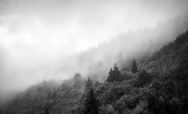 Grayscale Shot Fog Covering Forest Appalachia Mountains — Stockfoto