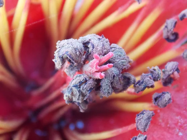 背景がぼやけている花の雄しべのクローズアップ — ストック写真