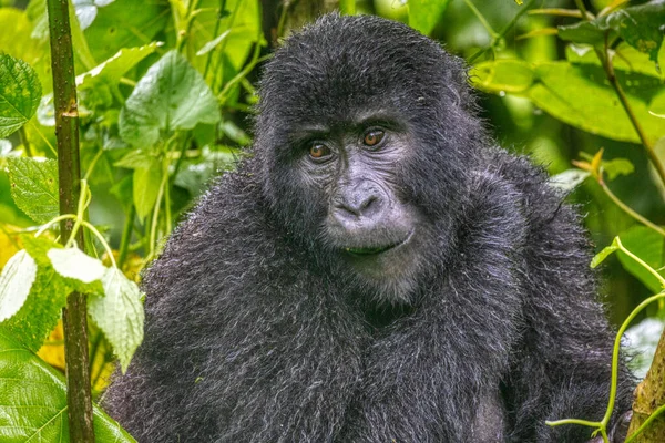 Retrato Gorila Las Tierras Altas Parque Nacional Impenetrable Bwindi Uganda — Foto de Stock