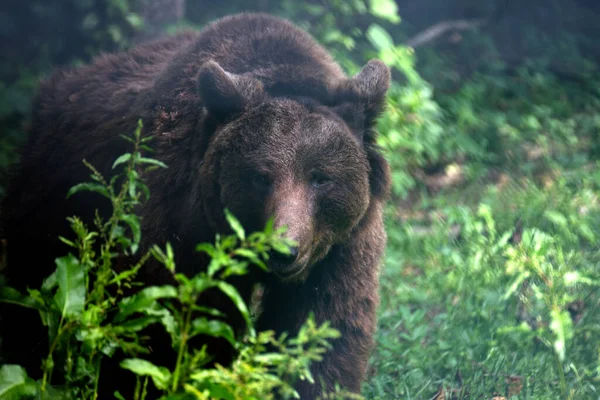 Close Urso Pardo Eurasiático Floresta Ursus Arctos Arctos — Fotografia de Stock
