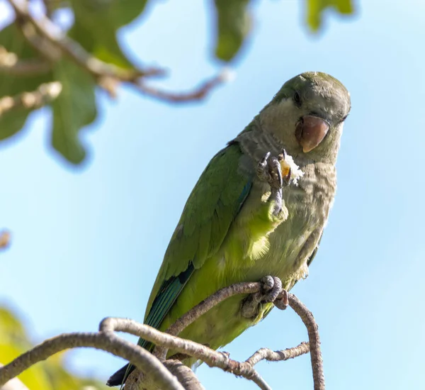 Closeup Green Monk Parakeet Parrot Perched Branch — Stock Photo, Image