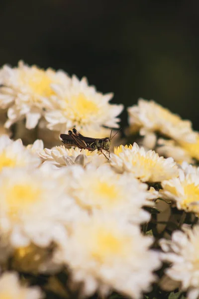 Vertikální Záběr Kobylky Bílých Květinách — Stock fotografie