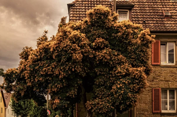 Árbol Extraño Frente Una Casa Vieja — Foto de Stock