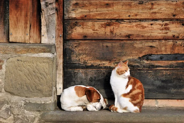 Kočky Pes Spolu Před Dveřmi Terase — Stock fotografie