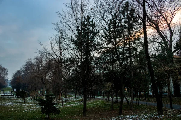 布加勒斯特Cismigiu公园冬季风景的自然景观 — 图库照片