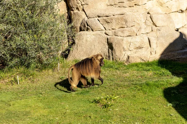 晴れた日に動物園の茶色でふわふわの猿 — ストック写真