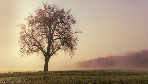 Árbol Desnudo Campo Día Niebla — Foto de Stock