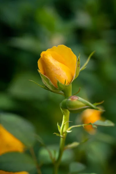 Primer Plano Vertical Hermosos Brotes Rosa Amarilla Jardín —  Fotos de Stock