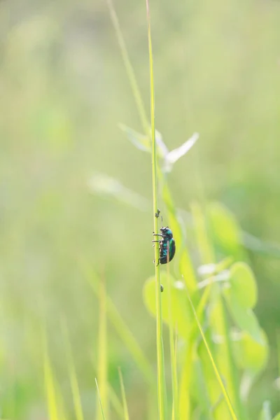 Tiro Foco Vertical Seletivo Bug Uma Planta — Fotografia de Stock