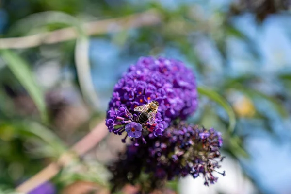 美しい紫色のライラックに受粉する蜂のクローズアップ — ストック写真