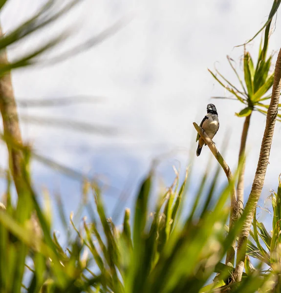 Een Schilderachtig Uitzicht Van Een Papegaai Neergestreken Een Houten Tak — Stockfoto