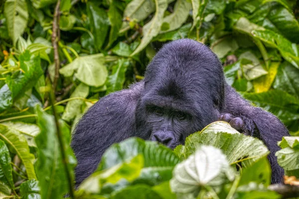 ブウィンディの緑の葉を食べるハイランドゴリラ 不浸透性国立公園 ウガンダ — ストック写真