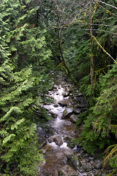 Tiro Vertical Rio Floresta Densa Vancouver Island British Columbia Canadá — Fotografia de Stock