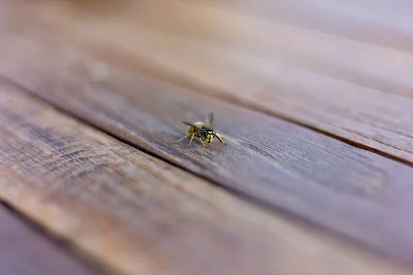 Plan Mise Point Peu Profond Une Guêpe Jaune Sur Une — Photo