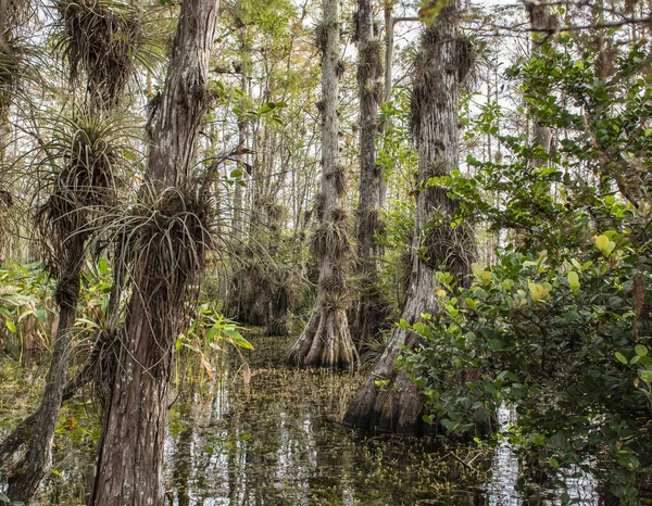 Uma Bela Vista Uma Floresta Coberta Água Flórida — Fotografia de Stock
