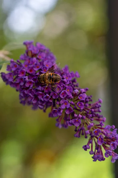 Вертикальный Портрет Пчелы Опыляющей Красивых Фиолетовых Сиренях — стоковое фото