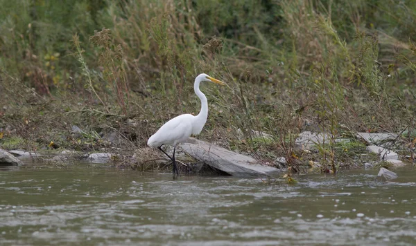 Een Wilde Zilverreiger Ondiepe Rivier — Stockfoto