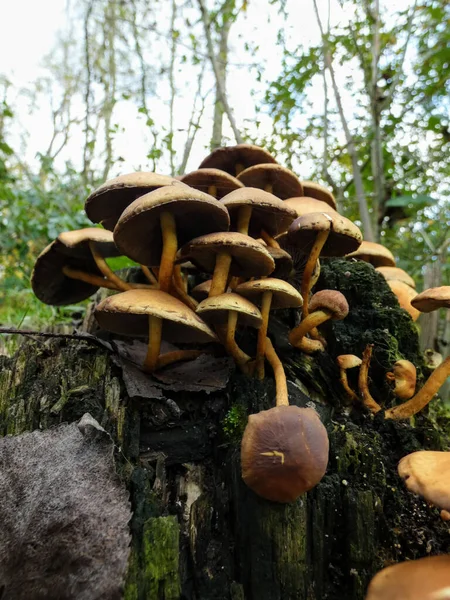 Een Closuep Shot Van Wilde Paddestoelen Het Bos Bij Herfst — Stockfoto