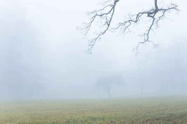 空の公園にある霧に覆われた裸の木 — ストック写真