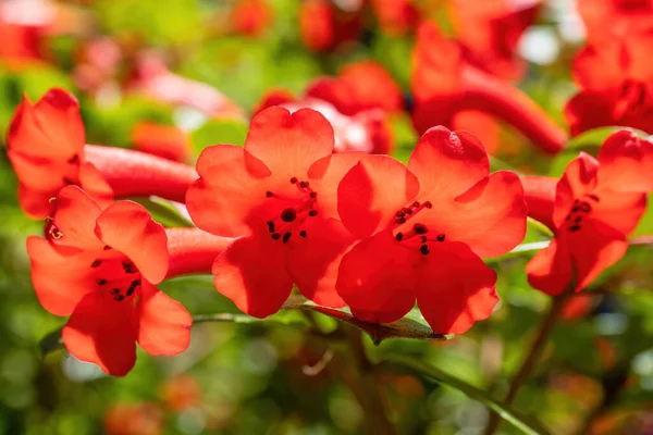 Вид Красные Цветы Рододендрона Зелеными Листьями — стоковое фото