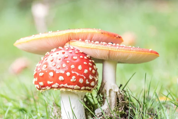 Μια Άποψη Της Amanita Muscaria Αυξάνεται Μεταξύ Του Χόρτου — Φωτογραφία Αρχείου