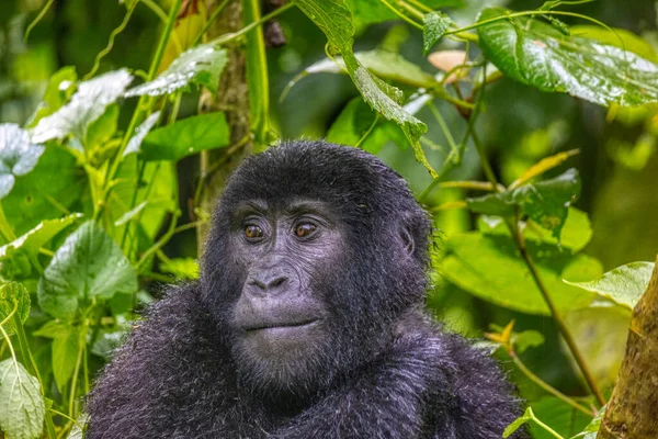Ein Porträt Eines Highland Gorilla Bwindi Impenetrable National Park Uganda — Stockfoto