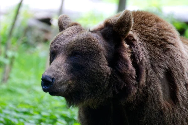 Μια Κοντινή Φωτογραφία Της Ευρασιατικής Καφέ Αρκούδας Στο Δάσος Ούρσος — Φωτογραφία Αρχείου