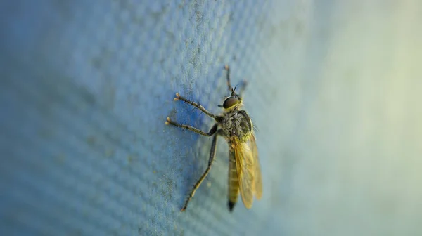 Selective Focus Shot Fly Textile — 图库照片