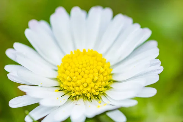 Closeup Shot Beautiful Daisy Blooming Garden — Stockfoto