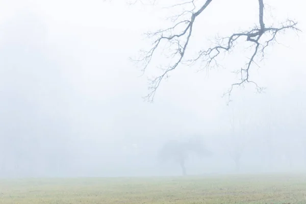 Ein Nebelumhüllter Kahler Baum Einem Leeren Öffentlichen Park — Stockfoto