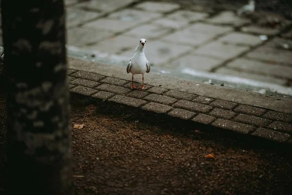 通りの壁にはカモメが — ストック写真