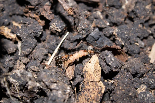 Bir Solucanı Avlayan Karıncalara Yakın Çekim — Stok fotoğraf