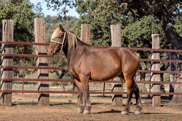 Çiftlikteki Güzel Spanyol Safkan Atı — Stok fotoğraf