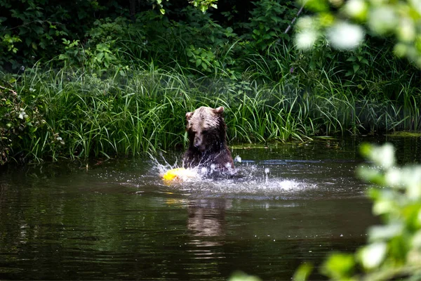 Urso Pardo Eurasiático Está Nadando Lago — Fotografia de Stock