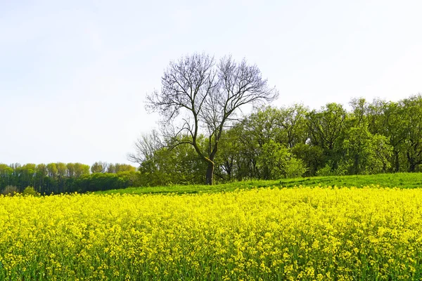 View Rapeseed Field Beautiful Yellow Flowers — Stock Photo, Image