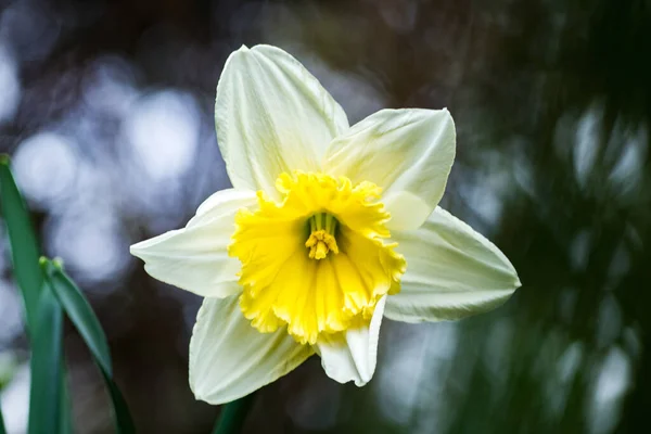 Een Close Shot Van Een Prachtige Narcis Bloeiende — Stockfoto