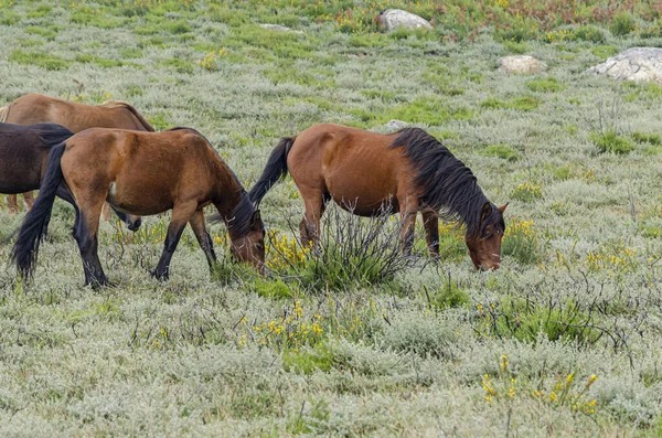 Scenery Garrano Endangered Wild Horses Northern Portugal — Stock Photo, Image